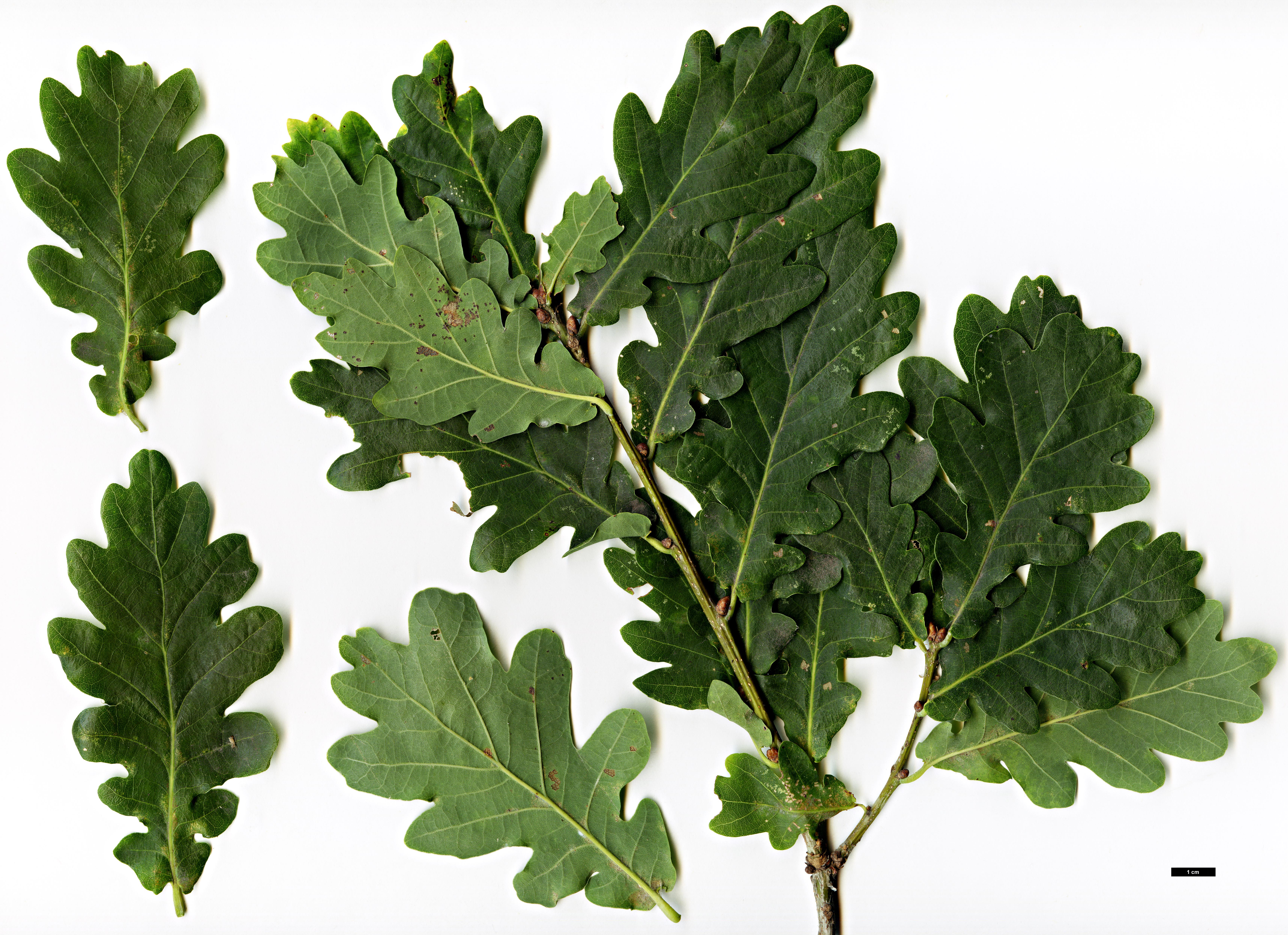 High resolution image: Family: Fagaceae - Genus: Quercus - Taxon: robur - SpeciesSub: Fastigiata Group 'Koster'